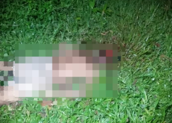 Na AM-010, caseiro mata o outro na base da paulada até o crânio se despedaçar