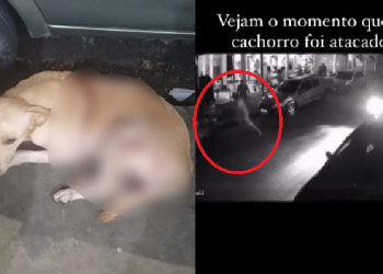 Veja: Se achando o ‘machão’, homem dá duas facadas em cachorro que latiu para a esposa dele em Manaus