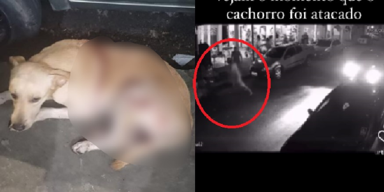 Veja: Se achando o ‘machão’, homem dá duas facadas em cachorro que latiu para a esposa dele em Manaus