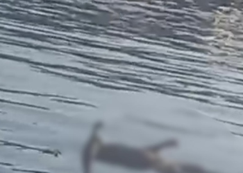 Corpo em estado de decomposição é encontrado por pescadores em Manaus