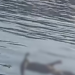 Corpo em estado de decomposição é encontrado por pescadores em Manaus