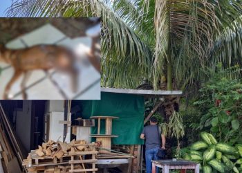 Delegada prende tutor de cachorro que deixou o animal apodrecendo em casa