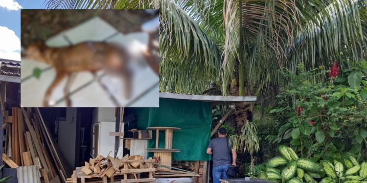 Delegada prende tutor de cachorro que deixou o animal apodrecendo em casa