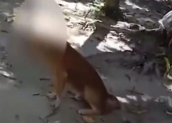 Após horas de buscas, PC prende homem que cravou facão na cabeça de cachorro e fugiu; veja