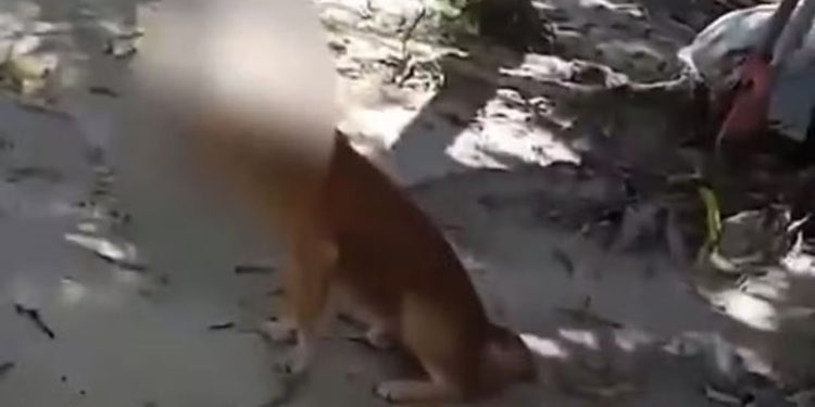 Após horas de buscas, PC prende homem que cravou facão na cabeça de cachorro e fugiu; veja