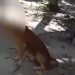 Após horas de buscas, PC prende homem que cravou facão na cabeça de cachorro e fugiu; veja