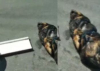 Cachorra que foi achada toda amarrada e morta no meio da rua estava grávida, afirma PC