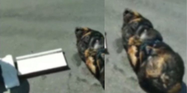 Cachorra que foi achada toda amarrada e morta no meio da rua estava grávida, afirma PC