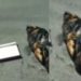 Cachorra que foi achada toda amarrada e morta no meio da rua estava grávida, afirma PC