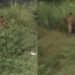 Vídeo: Homem é flagrado no mato se m4stub@ndo para todas as mulheres que passavam pela rua no Novo Aleixo