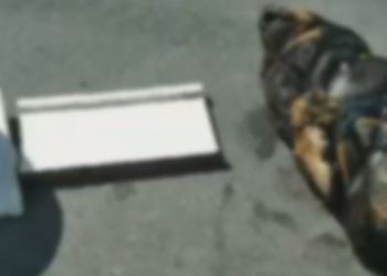 Rottweiler é achado morto todo amarrado com sinais de agressão na Cidade Nova; veja o vídeo