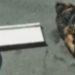 Rottweiler é achado morto todo amarrado com sinais de agressão na Cidade Nova; veja o vídeo