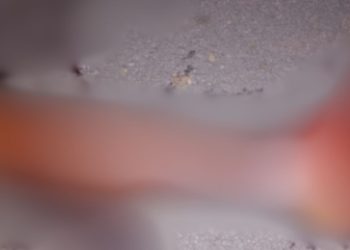 UEIMADO VIVO: vídeo mostra o que aconteceu com estupr4d0r de mulher após sair da prisão impune