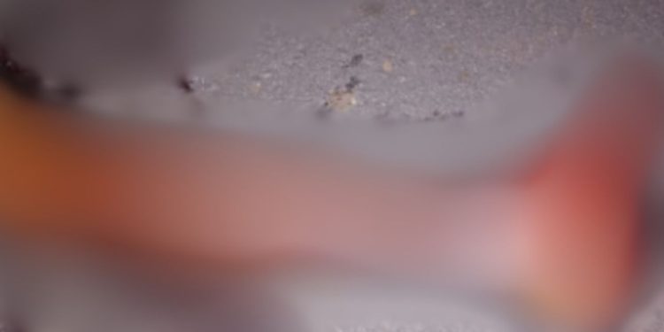 UEIMADO VIVO: vídeo mostra o que aconteceu com estupr4d0r de mulher após sair da prisão impune