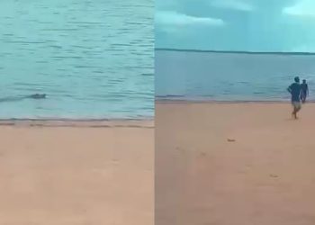 Banhistas se assustam com jacaré no rio da Praia da Ponta Negra; veja o vídeo