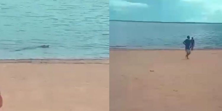 Banhistas se assustam com jacaré no rio da Praia da Ponta Negra; veja o vídeo