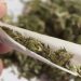 Porte de maconha para uso pessoal deixa de ser crime no Brasil, decide STF