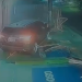 Vídeo: Bêbado, diretor de empresa do Distrito Industrial bate em três carros e arrebenta loja no Parque 10