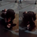 Vídeo mostra cliente no chão apanhando de agente de segurança do Êh Bar!, em Manaus; veja