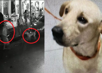 Homem que matou cachorro em Manaus no meio da rua é latrocida e agredia mulheres