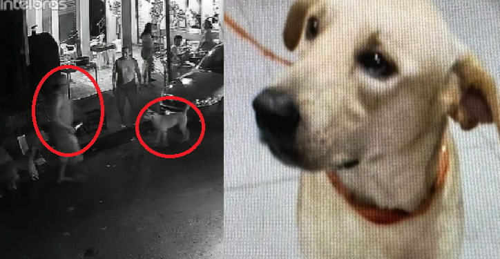 Homem que matou cachorro em Manaus no meio da rua é latrocida e agredia mulheres
