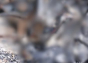 Virou ‘churrasquinho’: Corpos são encontrados carbonizados na Zona Leste de Manaus