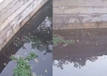 Corpo achado no Tarumã teve as pernas decepadas há poucas horas e seria de jovem de 25 anos