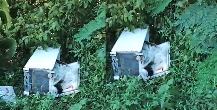 Vídeo: Homem todo esquartej@do é encontrado dentro de geladeira jogada no Puraquequara