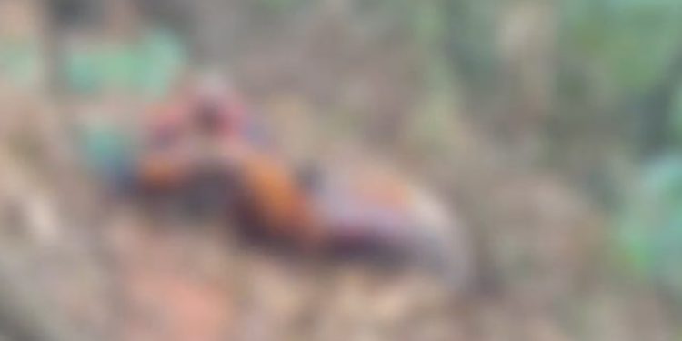 Polícia confirma que encontrou cabeça perto do local onde corpo foi achado em Manaus