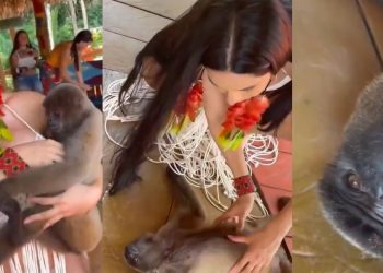 Vídeo: macaco sortudo pula no colo de Isabelle e deita para receber carinho da cunhã