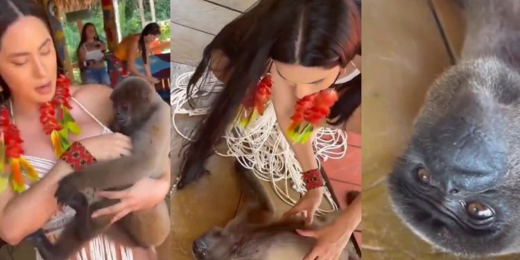 Vídeo: macaco sortudo pula no colo de Isabelle e deita para receber carinho da cunhã
