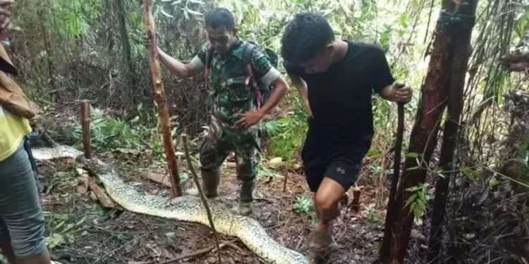 Vídeo: Em dois meses, segunda mulher é encontrada morta dentro de barriga de cobra