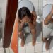 Blogueiro de Manaus se humilha para ser bajulado no Amazonas: ‘aqui na minha cidade, ninguém liga’ 