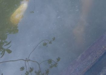 Sem roupa, corpo é achado no Tarumã com diversas marcas de tortura nas costas