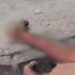 Imagem forte: ladrão morre após receber pedradas na população no bairro Cidade de Deus