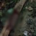 População da ZL mata ladrão na paulada até afundar o crânio
