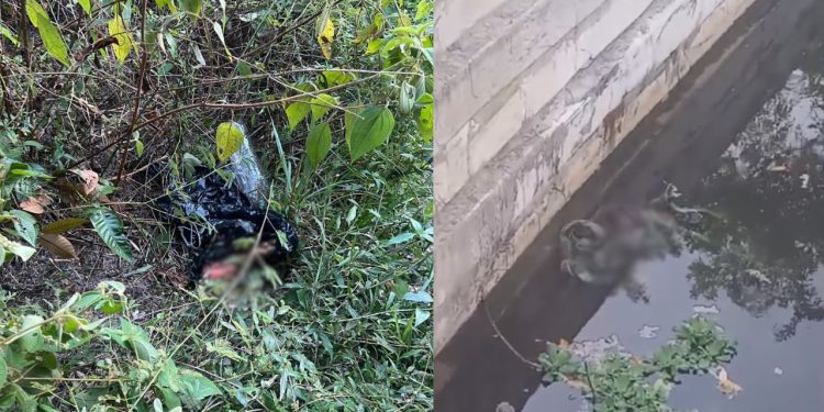 Pernas achadas em saco plástico podem ser de cadáver jogado em igarapé no Tarumã