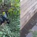 Pernas achadas em saco plástico podem ser de cadáver jogado em igarapé no Tarumã