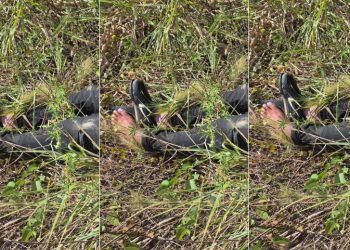 Urgente: segundo corpo é encontrado no Tarumã nesta terça-feira 