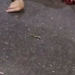 Vídeo mostra como motociclista ficou após colidir com árvore no Educandos e morr3r; veja