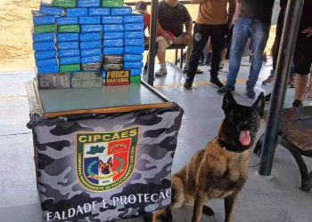 Cadela policial encontra 60 quilos de cocaína escondidos em mala no Amazonas