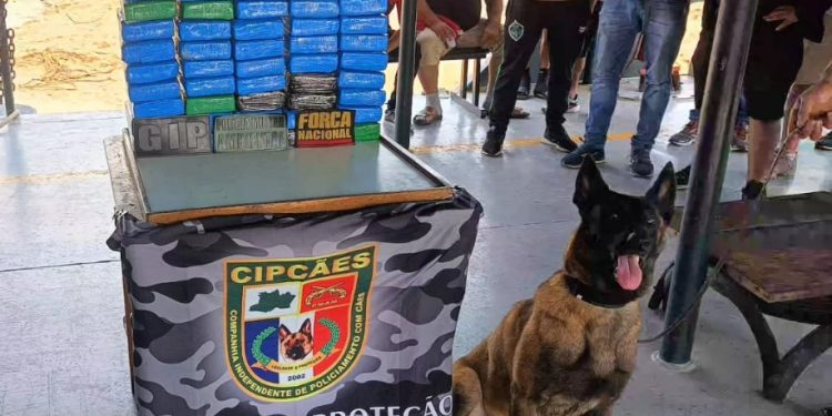 Cadela policial encontra 60 quilos de cocaína escondidos em mala no Amazonas