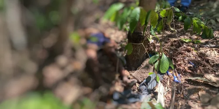 Corpo com corda no pescoço e tattoo ‘vá em paz’ é encontrado em mata na Zona Norte de Manaus