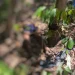Corpo com corda no pescoço e tattoo ‘vá em paz’ é encontrado em mata na Zona Norte de Manaus