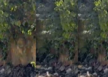 Vídeo brutal:  traficantes matam Marcos Doido do Val Paraíso e gravam tudo em Manaus