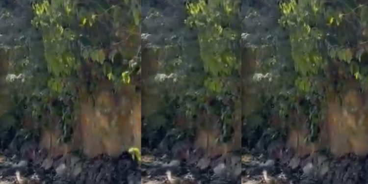 Vídeo brutal: traficantes matam Marcos Doido do Val Paraíso e gravam tudo em Manaus