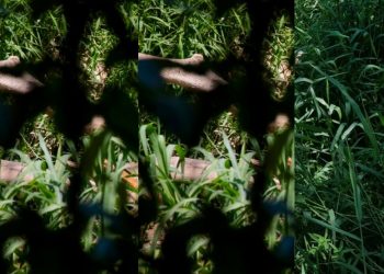 Esqueleto humano é encontrado às margens de igarapé em Manaus