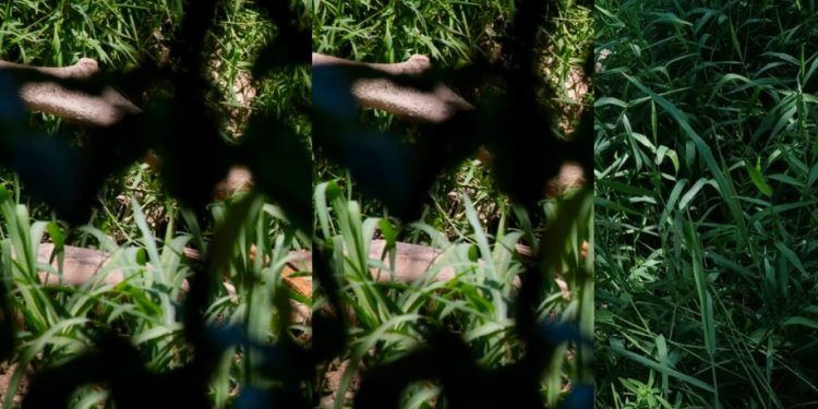Esqueleto humano é encontrado às margens de igarapé em Manaus