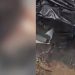 Vídeo: manauaras postam vídeo da cabeça de decapitad0 encontrada no saco de lixo