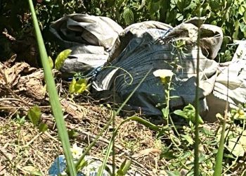 Morador estranha animais ao redor de saco e encontra cadáver de detento em mata de Manaus